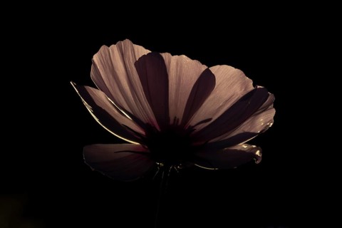 Cosmos garden flower backlit in summer, England, United Kingdom