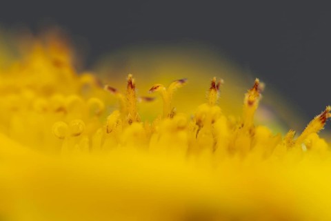 Annual sunflower (Helianthus annuus) yellow flower close up of stamen in summer, England, United