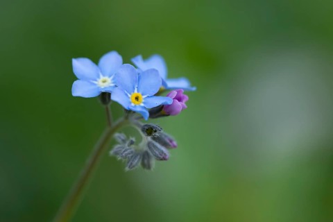 Forget-me-not (Myosotis sylvatia) annual blue flower in spring, England, United Kingdom