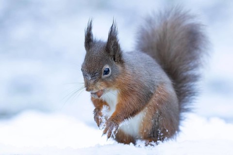 Red squirrel (Sciurus vulgaris) adult mammal carrying a nut in its mouth in snow in winter,