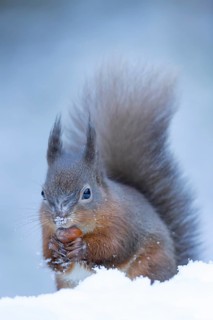 Red squirrel (Sciurus vulgaris) adult mammal carrying a nut in its mouth in snow in winter,