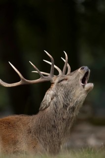 Red deer (Cervus elaphus) adult male stag mammal roaring in the annual rut in autumn, England,