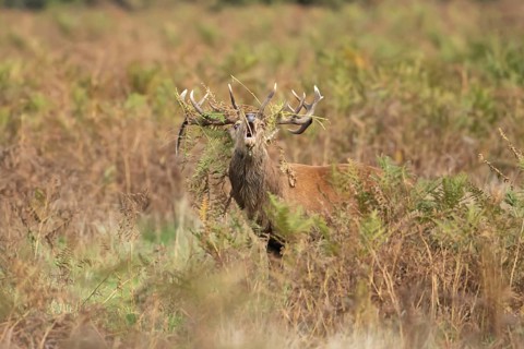 Red deer (Cervus elaphus) adult male stag mammal roaring in the annual rut in autumn, England,