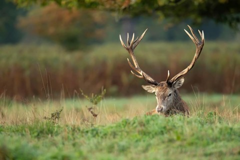 Red deer (Cervus elaphus) adult male stag mammal resting in grassland during the annual rut in