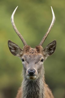 Red deer (Cervus elaphus) juvenile male stag mammal head portrait in autumn, England, United