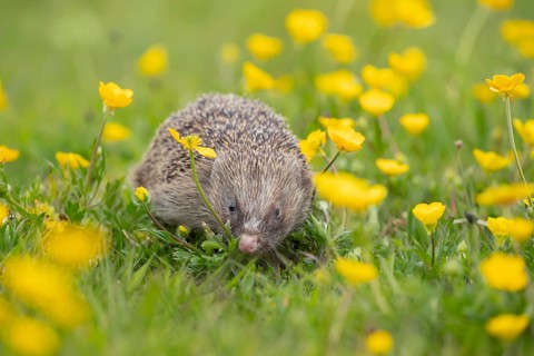 European hedgehog (Erinaceus europaeus) adult mammal in a countryside meadow with Buttercup