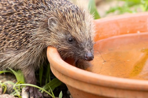 European hedgehog (Erinaceus europaeus) adult mammal drinking water from a plant pot saucer in a