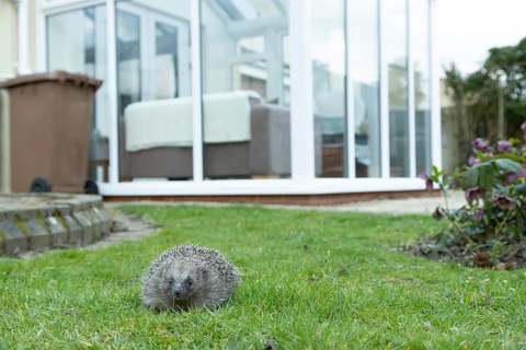 European hedgehog (Erinaceus europaeus) adult mammal on a garden grass lawn with a house