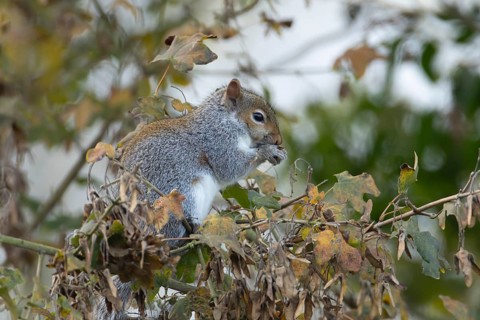 Grey squirrel (Sciurus carolinensis) adult mammal eating Field maple tree seeds in autumn, England,