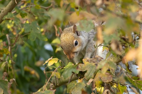 Grey squirrel (Sciurus carolinensis) adult mammal collecting Field maple tree seeds in autumn,