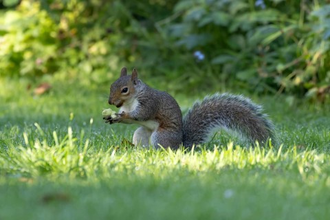 Grey squirrel (Sciurus carolinensis) adult mammal with a hazel nut its about to bury in a garden
