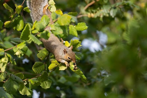 Grey squirrel (Sciurus carolinensis) adult mammal collecting hazelnut tree nuts in autumn, England,