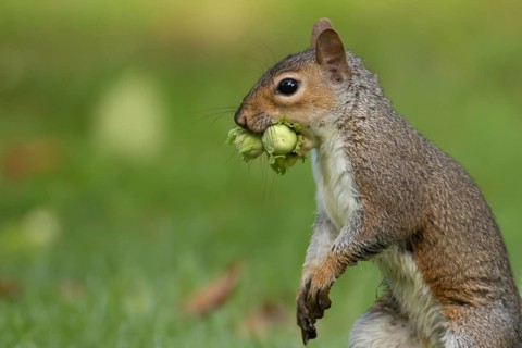 Grey squirrel (Sciurus carolinensis) adult mammal with two hazelnut tree nuts in its mouth in