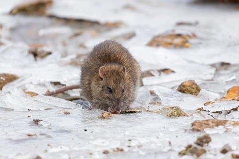 Brown rat (Rattus norvegicus) adult rodent mammal eating seed on frozen ground in winter, England,