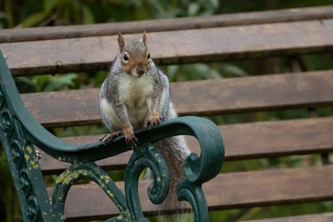 Grey squirrel (Sciurus carolinensis) adult mammal on a garden bench, England, United Kingdom