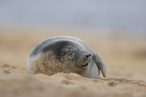 Grey seal (Halichoerus grypus) adult marine mammal sleeping on a beach in winter, England, United