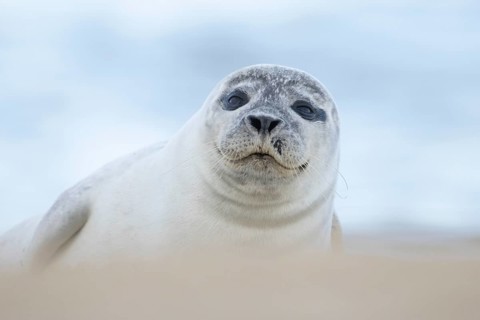 Common or Harbour or Habor seal (Phoca vitulina) adult marine mammal relaxing on a beach, England,