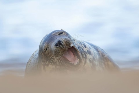 Grey seal (Halichoerus grypus) adult marine mammal yawning on a beach, England, United Kingdom