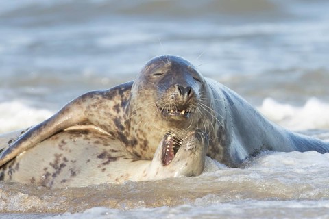 Grey seal (Halichoerus grypus) two adult marine mammals playing in the shallow waves of the sea,