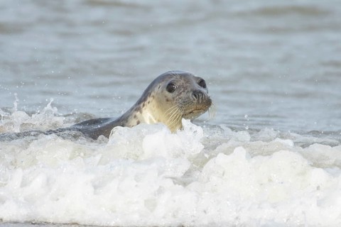 Grey seal (Halichoerus grypus) adult marine mammal swimming in the sea, England, United Kingdom