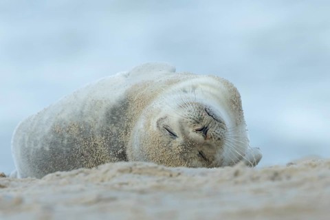 Common or Harbour or Habor seal (Phoca vitulina) adult marine mammal sleeping on a beach, England,