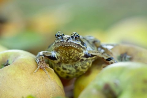 Common frog (Rana temporaria) adult amphibian on fallen apples fruit in a garden in autumn,