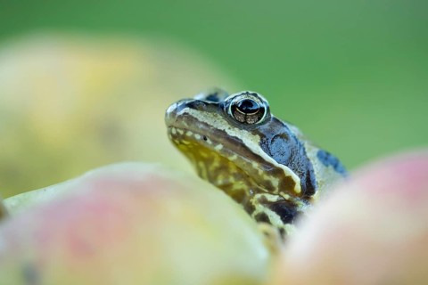 Common frog (Rana temporaria) adult amphibian amongst fallen apples fruit in a garden in autumn,