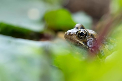 Common frog (Rana temporaria) adult amphibian amongst a garden vegetable border in summer, England,