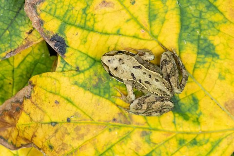 Common frog (Rana temporaria) juvenile baby froglet amphibian on fallen autumn leaves in a garden,