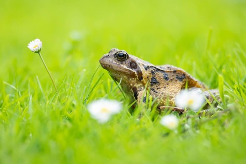 Common frog (Rana temporaria) adult amphibian on a garden grass lawn with daisy flowers in summer,
