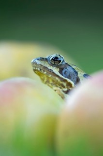 Common frog (Rana temporaria) adult amphibian amongst fallen apples fruit in a garden in autumn,