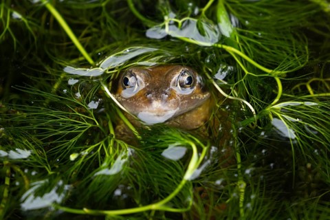 Common frog (Rana temporaria) adult amphibian on the water surface of a garden pond amongst pond