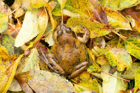 Common frog (Rana temporaria) adult amphibian on fallen autumn leaves in a garden, England, United
