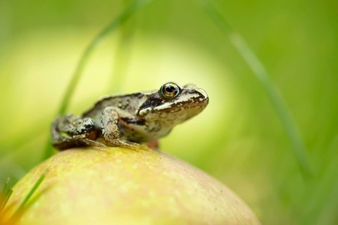 Common frog (Rana temporaria) juvenile baby froglet amphibian on a fallen apple fruit in a garden