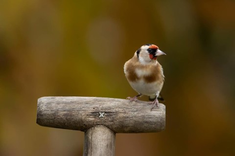 European goldfinch (Carduelis carduelis) adult garden bird on a fork handle in autumn, England,