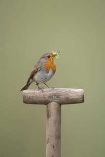 European robin (Erithacus rubecula) adult garden bird with nesting material in its beak on a fork