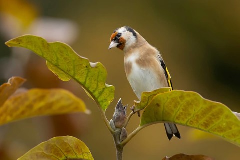 European goldfinch (Carduelis carduelis) adult garden bird in a Magnolia tree with autumn colour