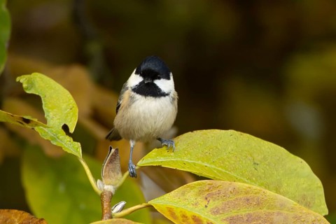 Coal tit (Periparus ater) adult garden bird in a Magnolia tree with autumn colour leaves, England,