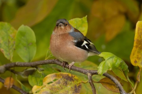 Eurasian chaffinch (Fringilla coelebs) adult male garden bird in a Magnolia tree with autumn colour