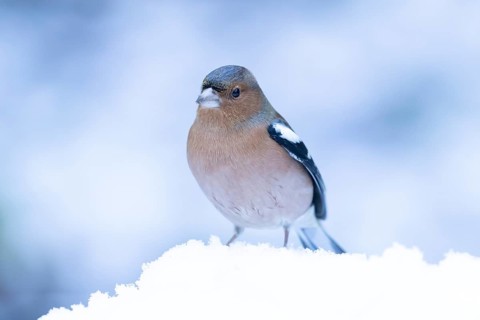 Eurasian chaffinch (Fringilla coelebs) adult male garden bird in snow in winter, England, United