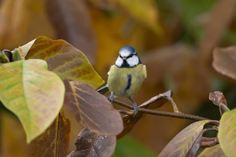 Blue tit (Cyanistes caeruleus) adult garden bird in a Magnolia tree with autumn colour leaves,