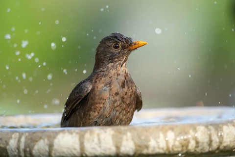 Eurasian blackbird (Turdus merula) adult female garden bird washing in a bird bath in spring,