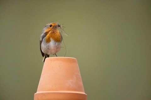 European robin (Erithacus rubecula) adult garden bird with nesting material in its beak on a plant