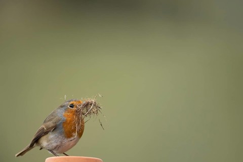 European robin (Erithacus rubecula) adult garden bird with nesting material in its beak in spring,
