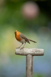 European robin (Erithacus rubecula) adult garden bird on a fork handle in spring, England, United