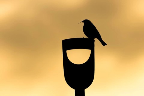 European robin (Erithacus rubecula) silhouette of an adult garden bird with nesting material in its