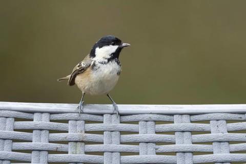 Coal tit (Periparus ater) adult garden bird on a plastic chair, England, United Kingdom