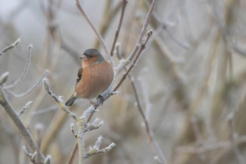 Eurasian chaffinch (Fringilla coelebs) adult male garden bird in a frost covered tree in winter,