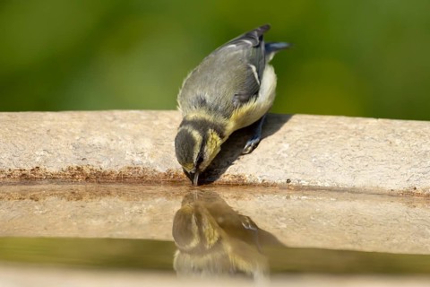 Blue tit (Cyanistes caeruleus) juvenile garden bird drinking water from a bird bath in summer,