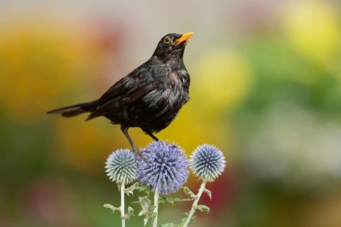 Euasian blackbird (Turdus merula) adult male garden bird on Globe thistle flowers in summer,